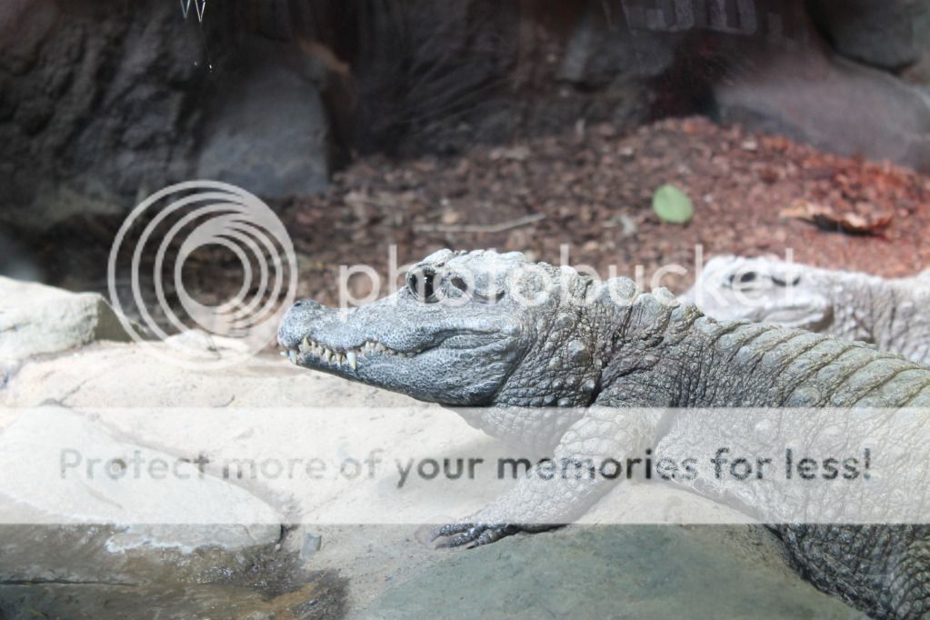 zoo