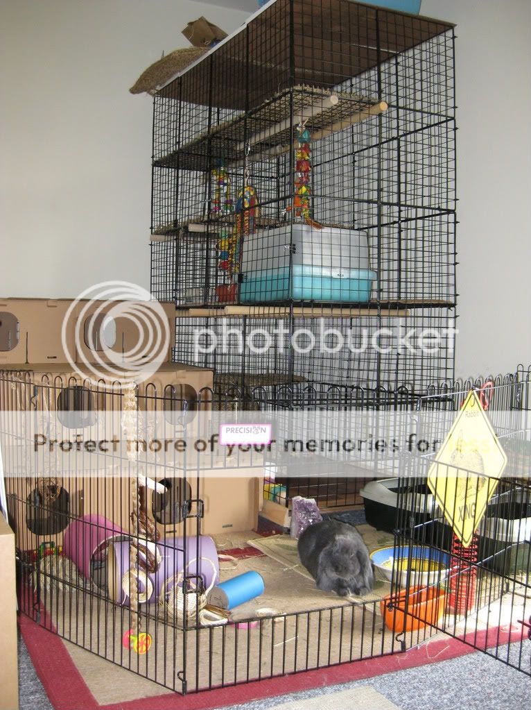 IMG_0001.jpg The bunny pad picture by VLViolet