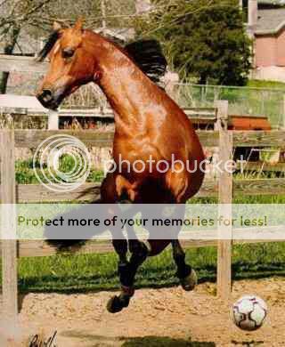 funny horse falls re-creation