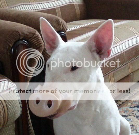 Cho mình hỏi mua hàng bên mỹ về VN bán thì mua gì là lời nhất