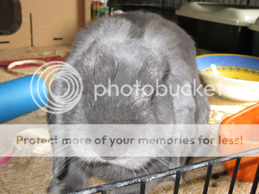 IMG_0004.jpg What do you mean I look silly?? picture by VLViolet