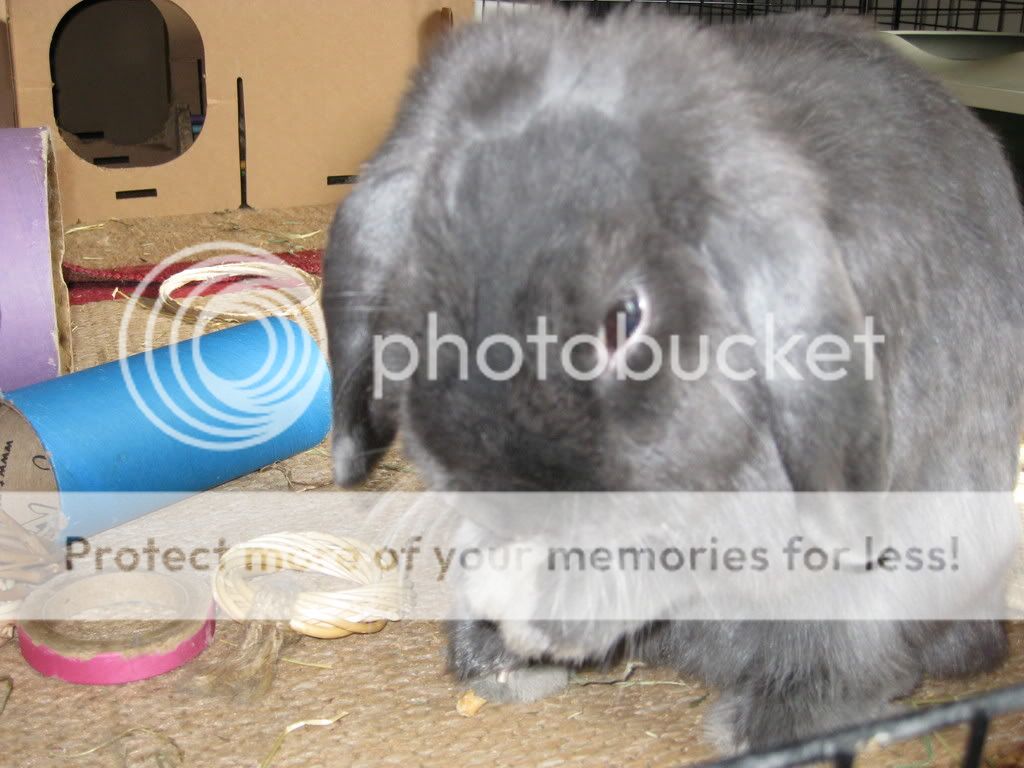 IMG_0006.jpg Em's inverse mohawk picture by VLViolet