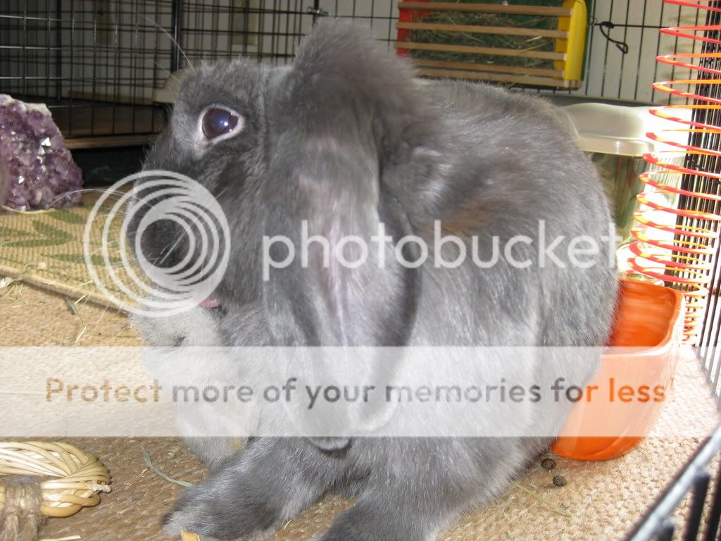 IMG_0007.jpg Em's bad hair day picture by VLViolet