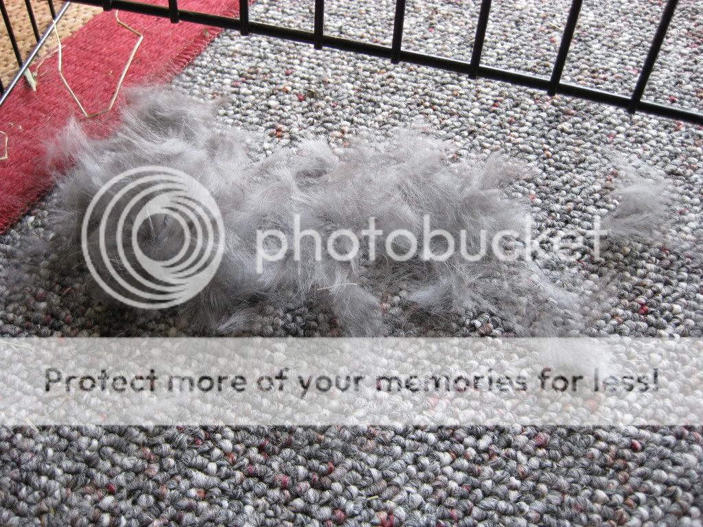 IMG_0009.jpg From Em's head! picture by VLViolet