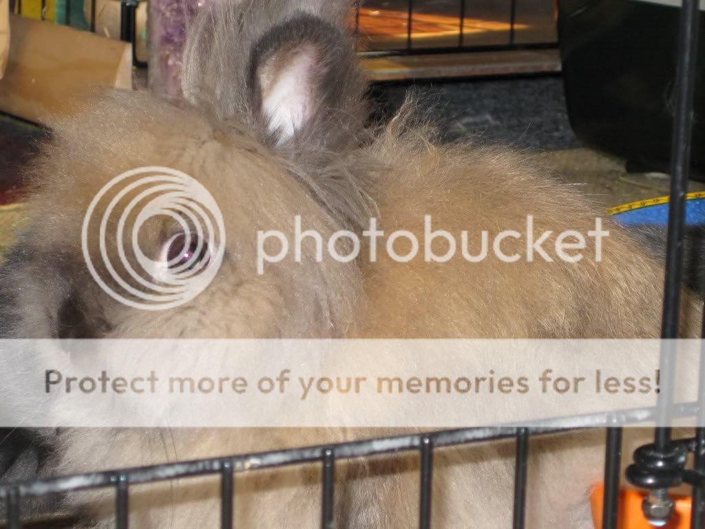 IMG_0012.jpg Teddy's closeup! picture by VLViolet