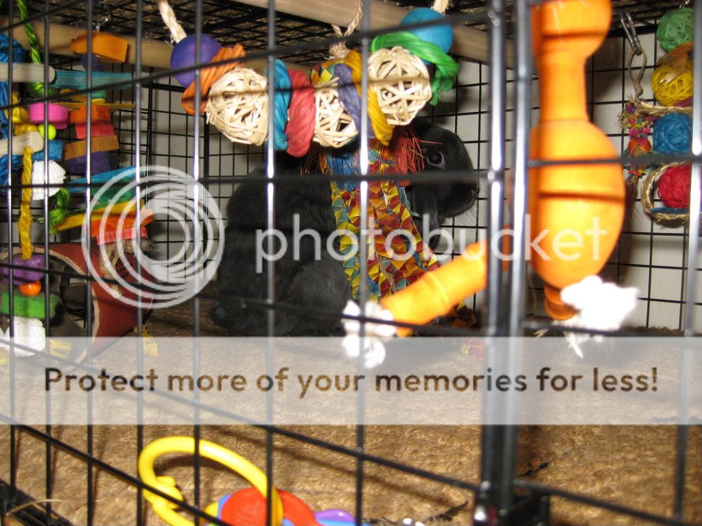 IMG_0084.jpg picture by VLViolet